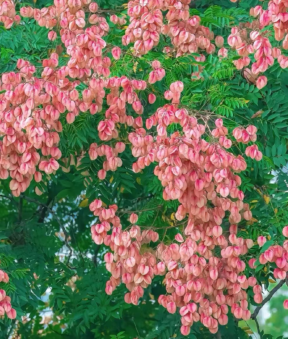 认识栾树之美_淮南市城市管理局